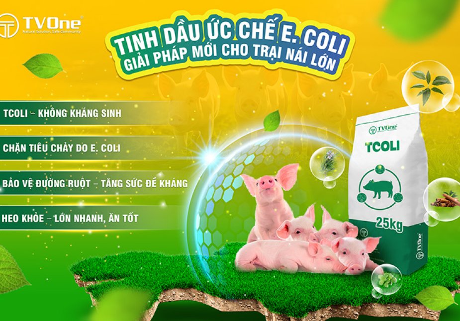 TCOLI: Giải pháp kiểm soát toàn diện E. coli bằng tinh dầu thực vật