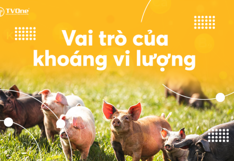 Vai Trò Của Khoáng Vi Lượng Trong Chăn Nuôi