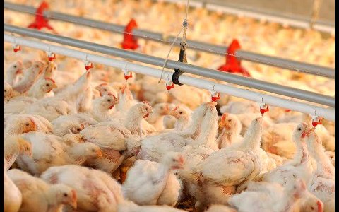 Các yếu tố quan trọng trong chăn nuôi gia cầm nhằm giảm thiểu sử dụng kháng sinh