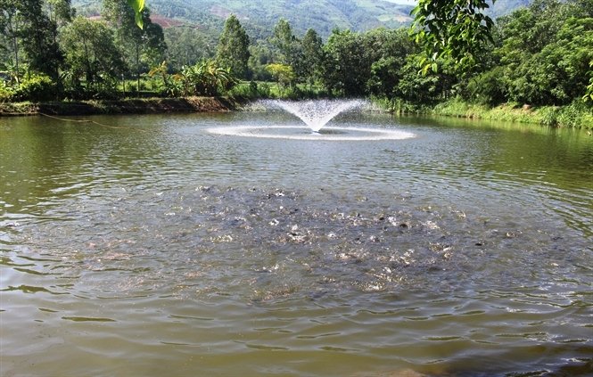 Thức ăn bổ sung cho thủy sản