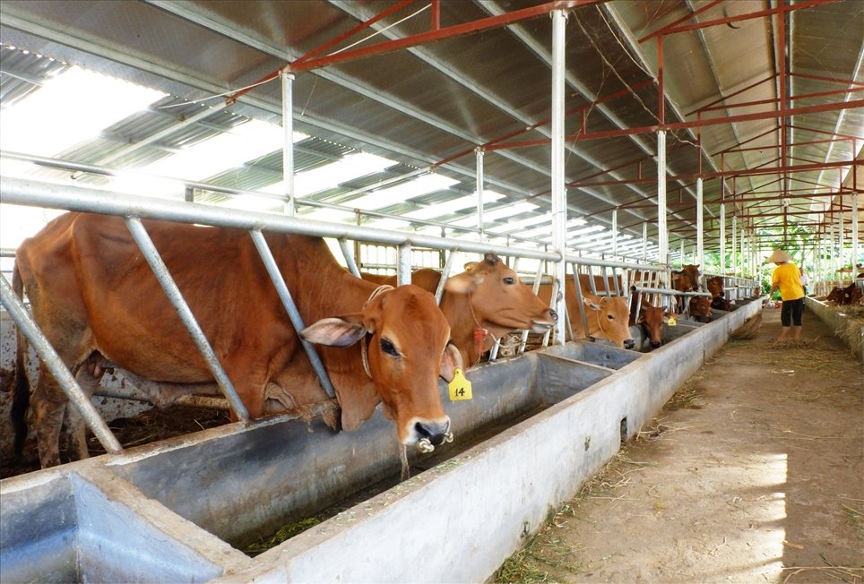 Feed supplementing for beef  castle